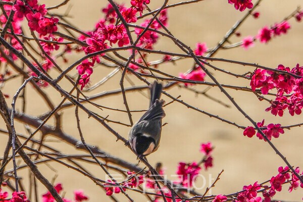 화엄매(흑매)를 찾아온 산새의 모습 / 사진_투어코리아 유지훈 기자