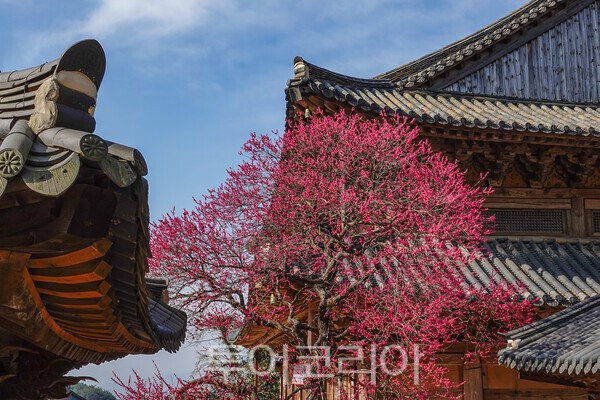 화엄사의 전통기와 지붕과 화엄매의 어울림 / 사진_투어코리아 유지훈 기자