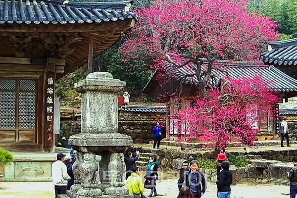 화엄사 누리집 라이브캠의 실시간 캡쳐 모습 / 사진_투어코리아 유지훈 기자