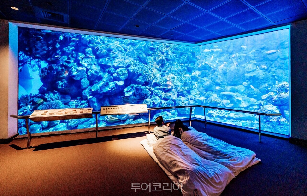 대만 핑둥 국립해양생물박물관에서는 수족관에서 하룻밤 보낼 수 있다.