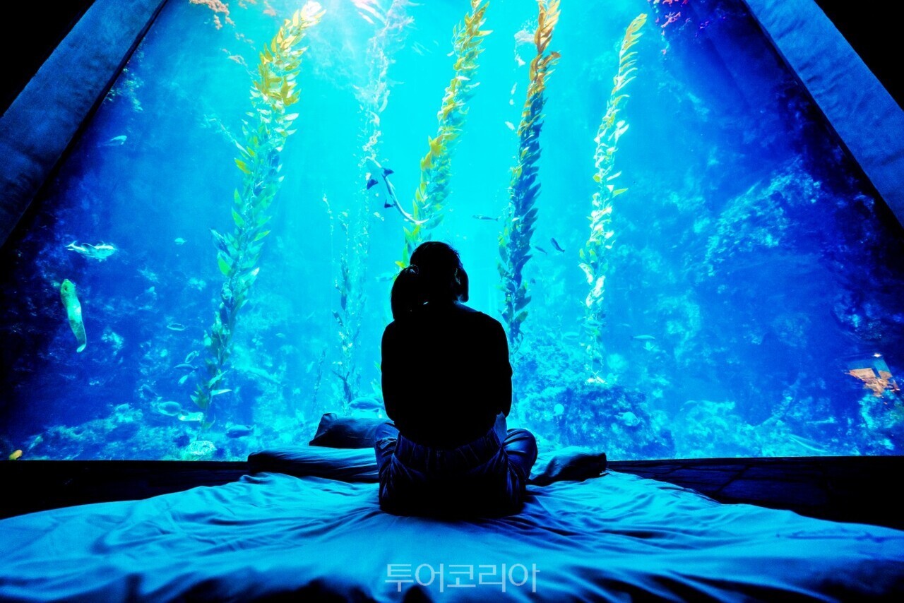 대만 핑둥 국립해양생물박물관에서는 수족관에서 하룻밤 보낼 수 있다.