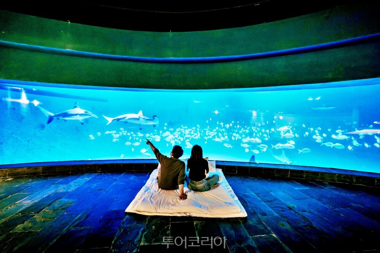 대만 핑둥 국립해양생물박물관에서는 수족관에서 하룻밤 보낼 수 있다.