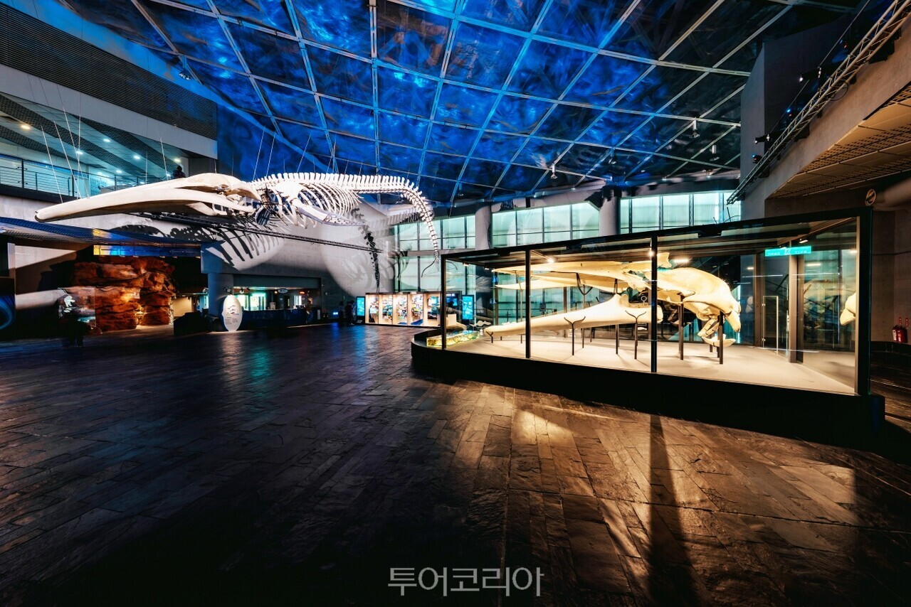대만 핑둥 국립해양생물박물관에서 만날 수 있는 '거대 고래의 길 – 흰긴수염고래(블루웨일) 골격 표본'