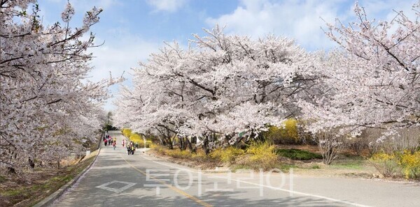 SK석유화학 벚꽃동산