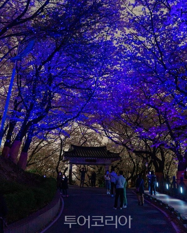 수봉공원(야간벚꽃)