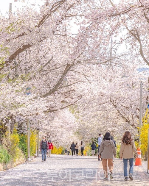 강화산성 북문벚꽃길