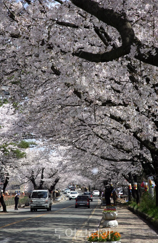 구림 벚꽃길. /사진-영암군