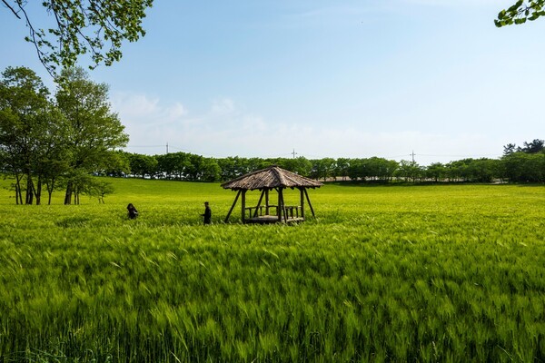 고창 청보리밭. /사진-마케팅센터