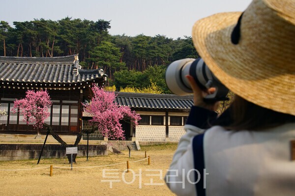 충무공 고택에 피어난 홍매화를 촬영하는 사진인 / 사진_투어코리아 유지훈 기자