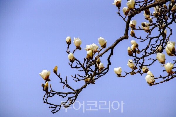 현충사 경내에 피어난 묵련꽃 / 사진_투어코리아 유지훈 기자
