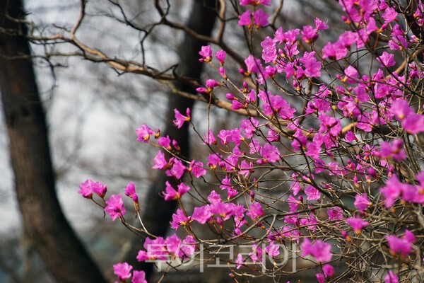 ​현충사 경내에 피어난 진달래꽃 / 사진_투어코리아 유지훈 기자