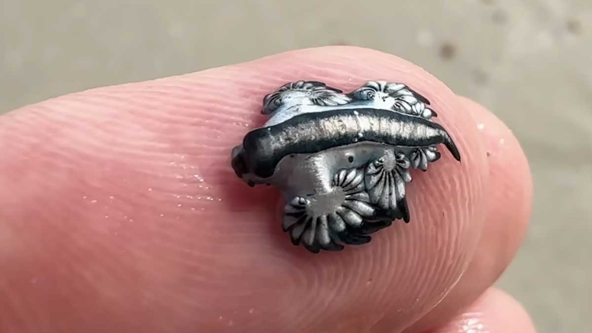 파란갯민숭달팽이. / 하르테 연구소