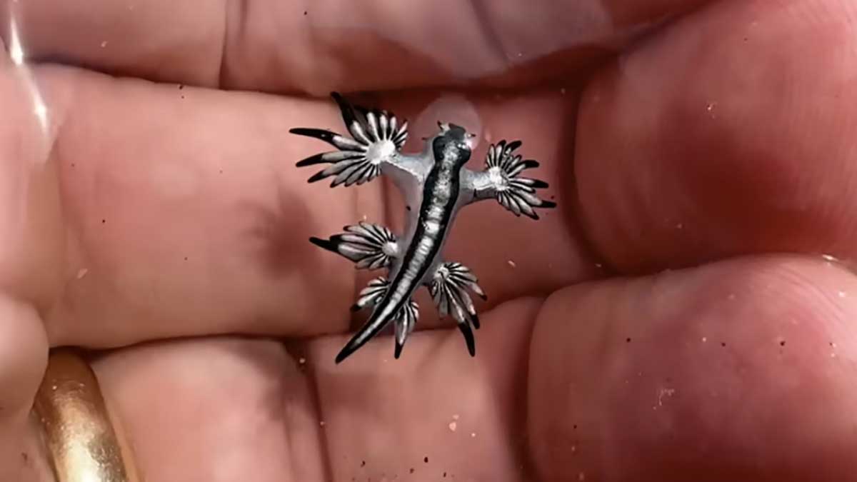 파란갯민숭달팽이. / 하르테 연구소