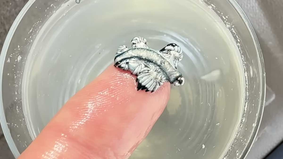 파란갯민숭달팽이. / 하르테 연구소