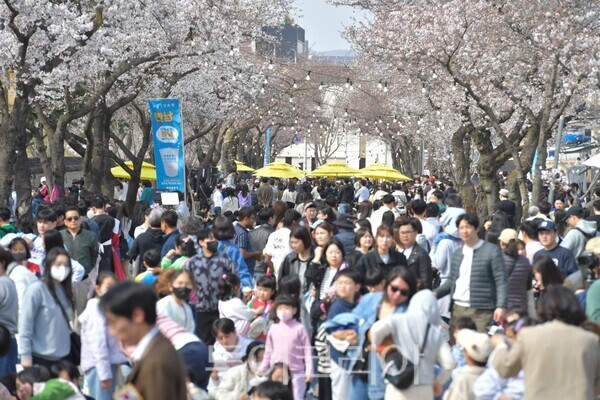 벚꽃 아래 머무는 2026 경주 대릉원 돌담길 축제는 4월 3일부터 5일까지 이어진다./사진-경주시