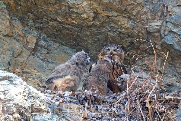 천연기념물이자 멸종위기 야생동물 2급인 수리부엉이가 울주군 절개지 암벽에서 포착돼 관심을 모으고 있다. 새끼들에게 먹이를 주는 수리부엉이의 모습/사진-윤기득 작가