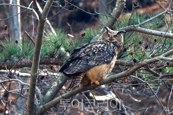 학명 ‘Bubo bubo’인 수리부엉이는 우리나라 올빼미과 조류 중 가장 큰 몸집을 가진 최상위 포식자로 알려져 있다./사진-윤기득 작가