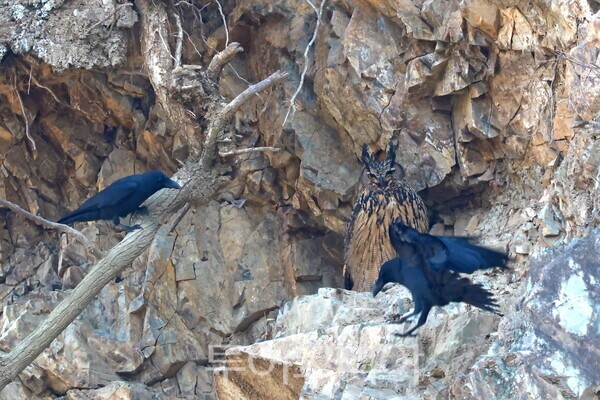 큰부리까마귀와 까치들이 집단으로 공격하며 울어대는 ‘모빙(Mobbing)’ 행동을 하고 있다/사진-윤기득 작가