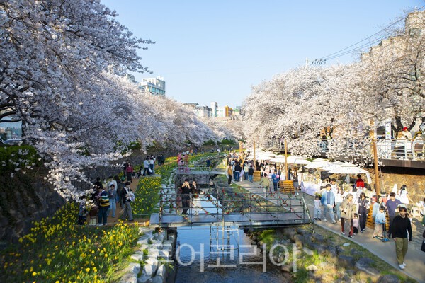 2일 울산시 남구 무거천이 벚꽃을 구경하려는 상춘객들로 북적이고 있다/사진-투어코리아 김교환 기자