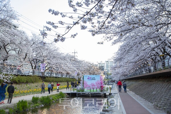 2일 울산 남구 무거천에 만개한 벚꽃을 감상하는 시민들/사진-투어코리아 김교환 기자