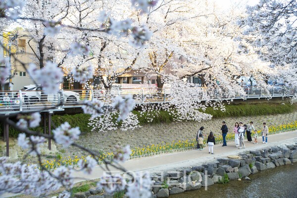 울산 도심을 가로지르는 무거천은 매년 봄마다 화려한 벚꽃으로 시민들을 맞이한다/사진-투어코리아 김교환 기자