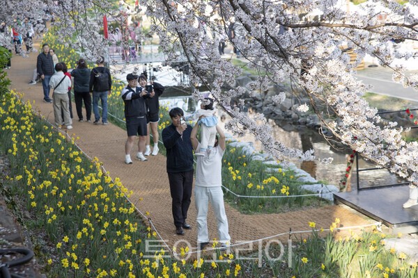무거천 벚꽃 구경을 하러 나온 시민들. 친구, 연인, 가족 등 남녀노소 할 것 없이 카메라 셔터를 누르느라 바쁘다./사진-투어코리아 김교환 기자