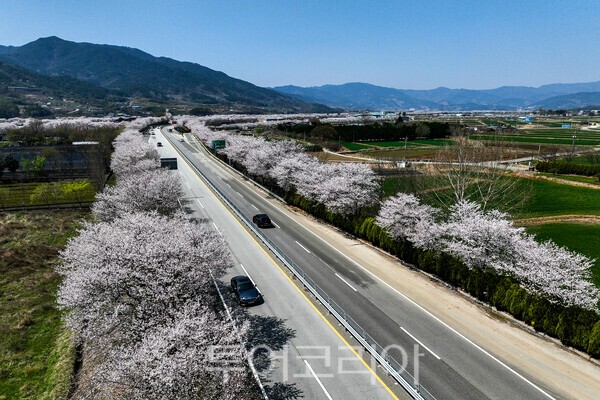 구례 벚꽃길의 모습 / 사진_투어코리아 유지훈 기자