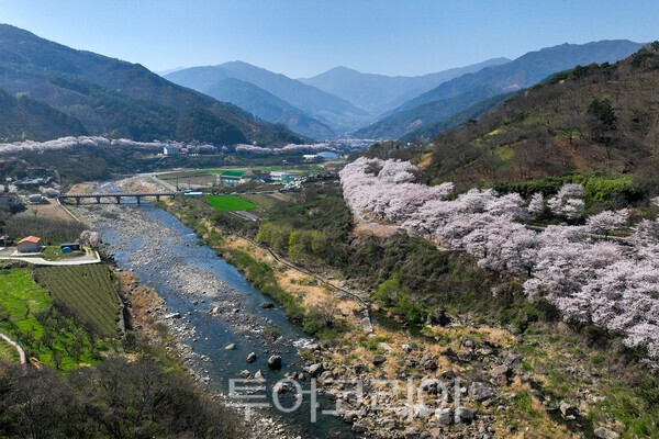 하동 십리벚꽃길의 모습 / 사진_투어코리아 유지훈 기자