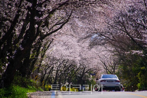 구례 벚꽃길의 모습 / 사진_투어코리아 유지훈 기자