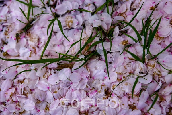 낙화된 벚꽃의 모습 / 사진_투어코리아 유지훈 기자