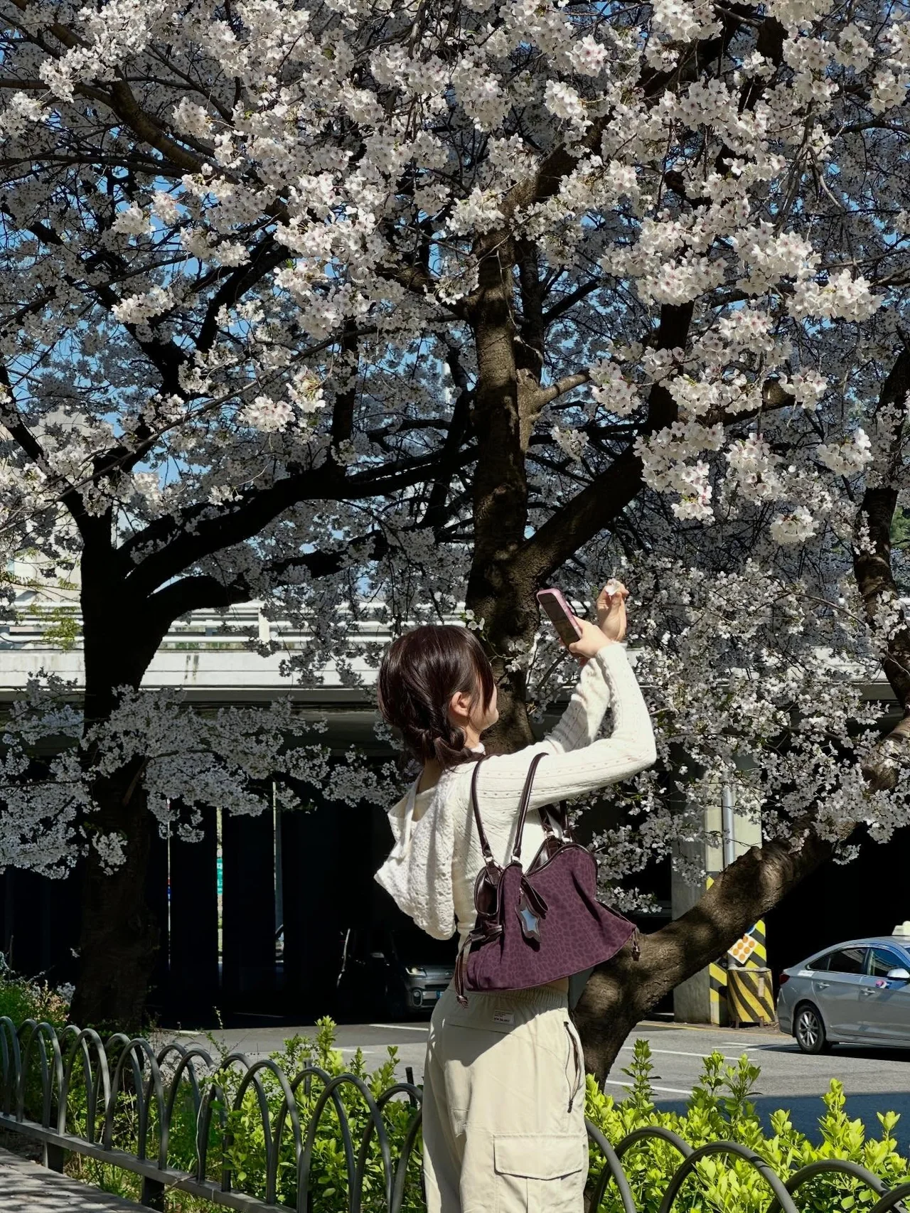 벚꽃 나무 아래 화이트 오프숄더 니트와 베이지 카고 팬츠, 버건디 백으로 완성한 나들이 룩 /사진=이유비 인스타그램
