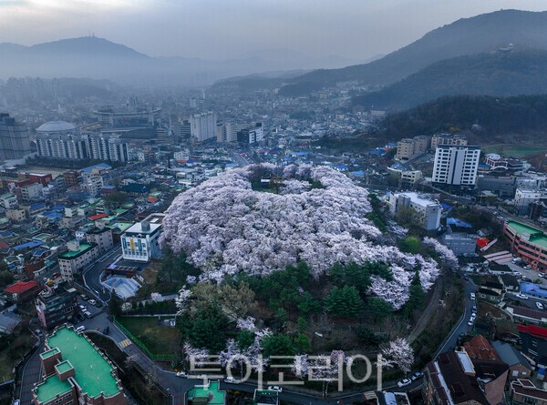 테미공원의 이색 벚꽃동산의 모습 / 사진_투어코리아 유지훈 기자