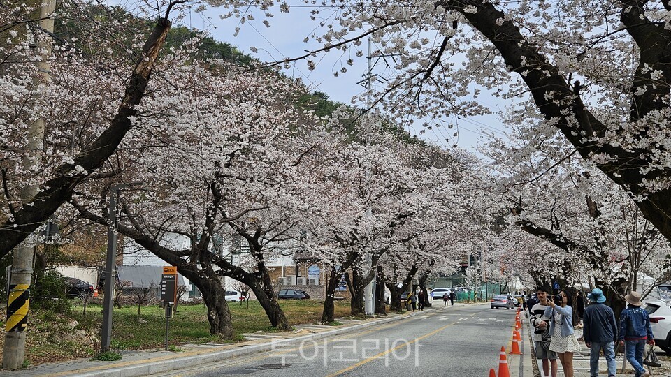 2026 계룡산 벚꽃 문화축제가 열리고 있는 학봉1리 동학사 입구 벚꽃길./사진=유경훈 기자