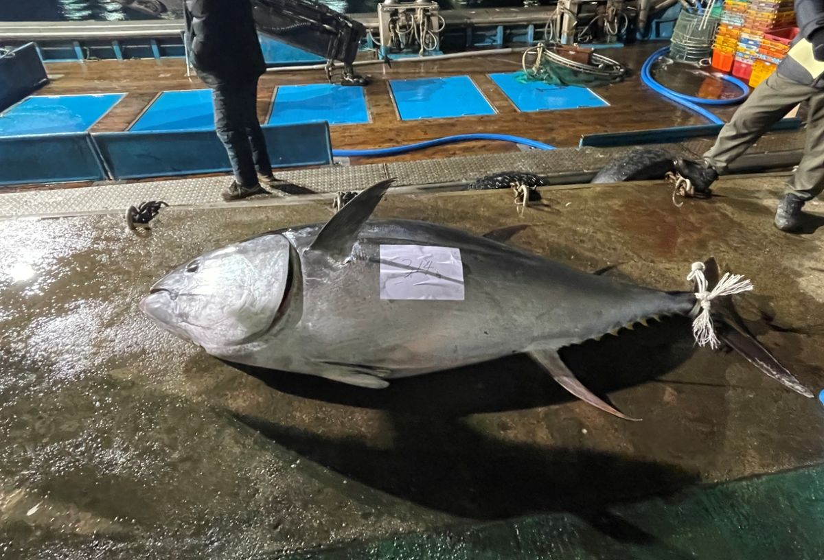 경북 영덕에서 잡힌 314kg 참다랑어. / 영덕군 제공
