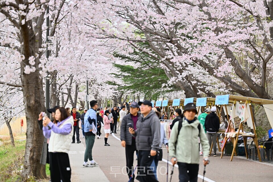 지난해 영랑호 벚꽃축제 /