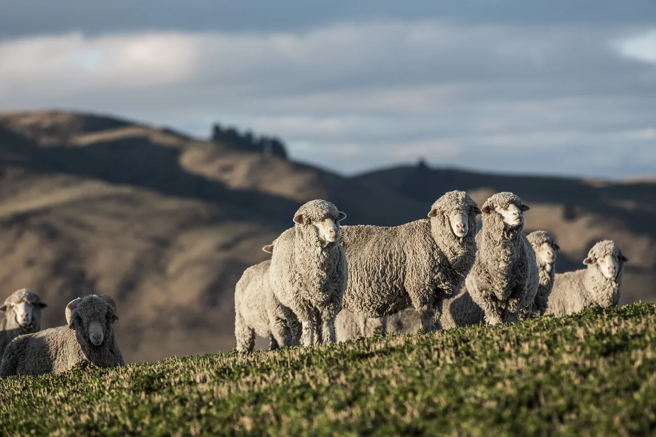 /사진=로로피아나, 2025 레코드 베일 어워드 수상자 발표