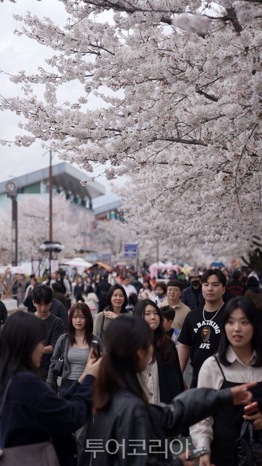 몰려든 관광객으로 발 디딜 틈 없이 붐비는 안동 벚꽃 축제/사진=안동시