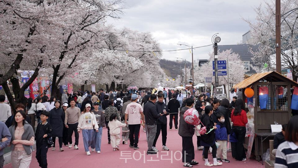 안동 벚꽃 축제에 운집한 관광객/사진=안동시