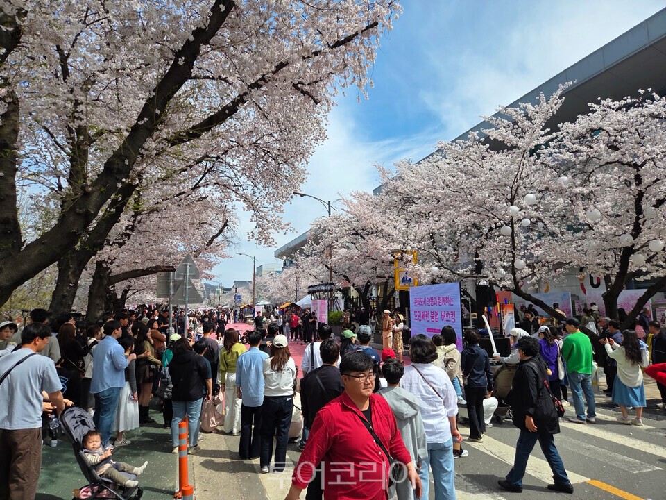 안동 벚꽃 축제에 운집한 관광객/사진=안동시
