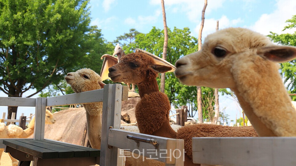 놀이뜰 알파카 체험/사진=가산수피아