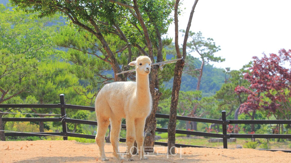 먹이주기 체험을 할 수 있는 귀여운 알파카/사진=가산수피아