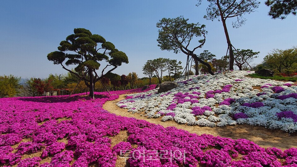 가산수피아 제공 봄 풍경