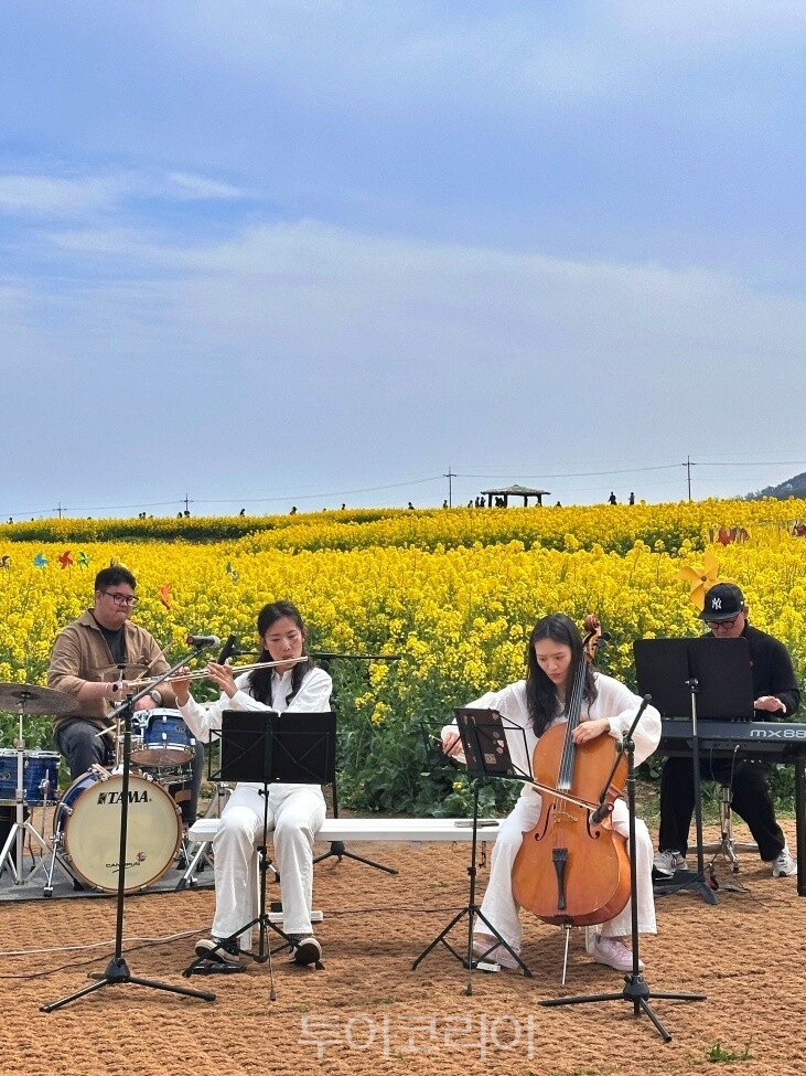 포항 호미반도 유채꽃 축제 / 사진- 포항시