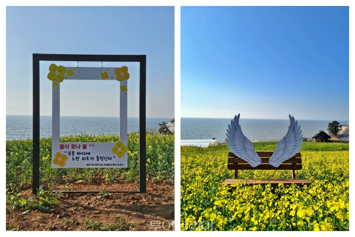 영광 백수해안도로 유채꽃 노란 물결 /사진-영광군