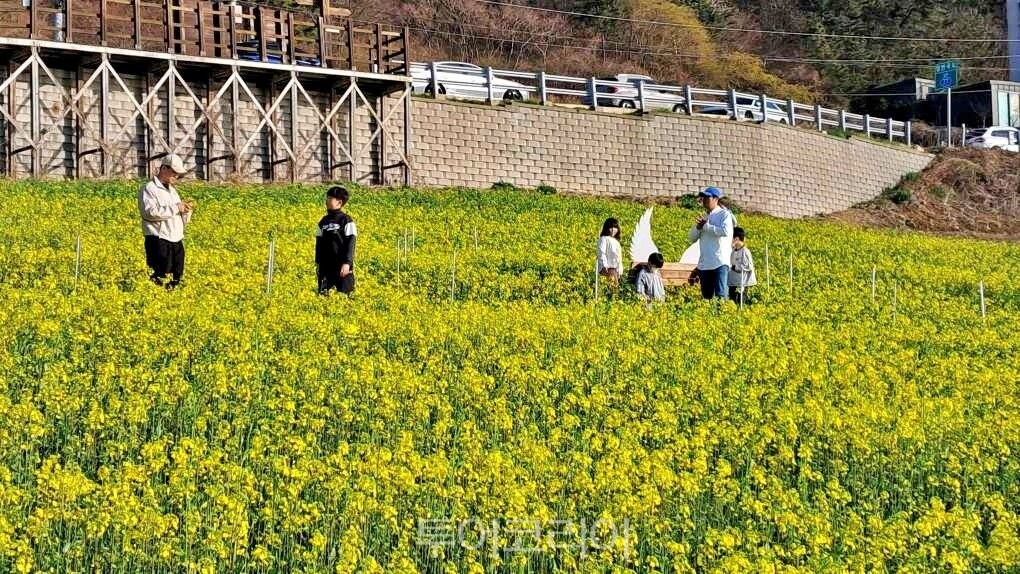 영광 백수해안도로 유채꽃 노란 물결 /사진-영광군