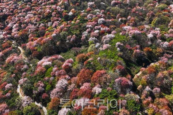고비산 연분홍 선벚꽃의 모습 / 사진_투어코리아 유지훈 기자