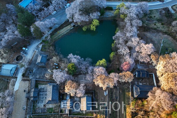 덕천서원 벚꽃의 모습 / 사진_투어코리아 유지훈 기자