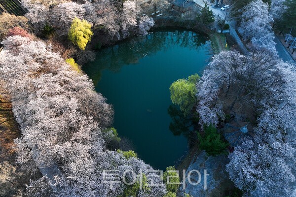 덕천서원 연못과 벚꽃 / 사진_투어코리아 유지훈 기자