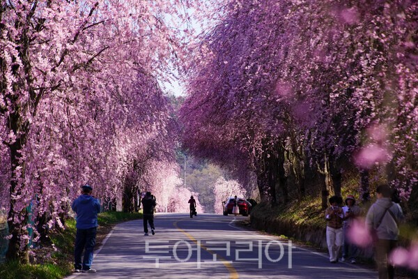 임불리 수양벚꽃의 모습 / 사진_투어코리아 유지훈 기자