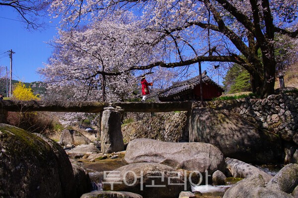 용원정 벚꽃의 모습 / 사진_투어코리아 유지훈 기자